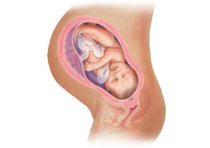 孕期一周营养食谱：孕早期至孕晚期的美食指南